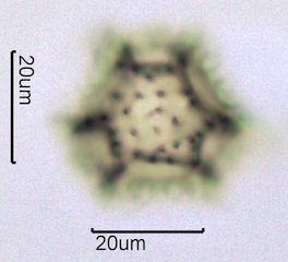 Lactuceae sp. Pollen