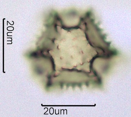 Lactuceae sp. Pollen