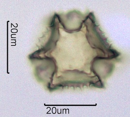 Lactuceae sp. Pollen