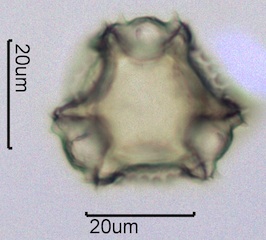 Lactuceae sp. Pollen