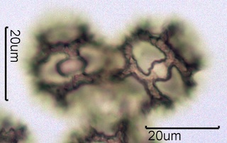 Lactuceae sp. Pollen