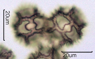 Lactuceae sp. Pollen