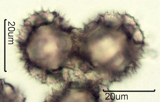 Lactuceae sp. Pollen