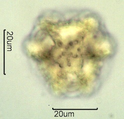 Lactuceae sp. Pollen