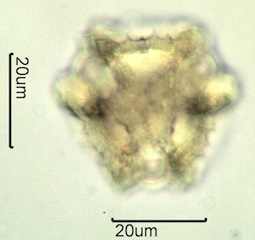 Lactuceae sp. Pollen