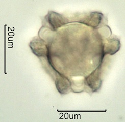 Lactuceae sp. Pollen