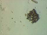 Crushed Cenosphere