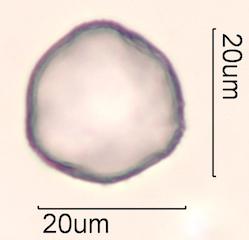 Purple deadnettle (Lamium purpureum) Pollen under the Microscope
