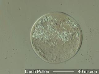 Larch Pollen