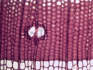 Larix laricina, Cross-Section