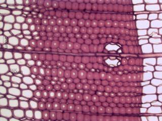 Larix laricina, Cross-Section