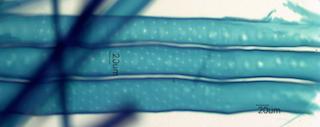 Larix laricina Fiber