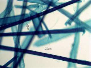 Larix laricina Fiber