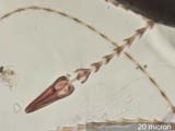 Insect Hair