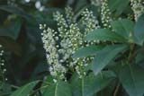 English Laurel Flowers