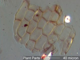 Leaf Epithelium