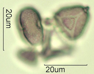 Australian Honey Pollen