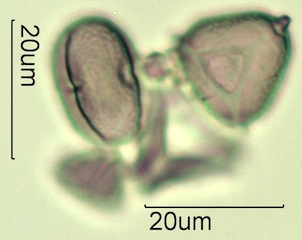 Australian Honey Pollen