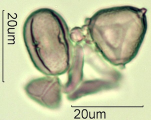 Australian Honey Pollen