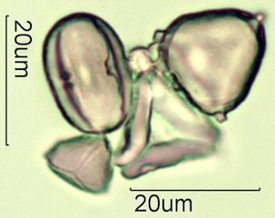Australian Honey Pollen