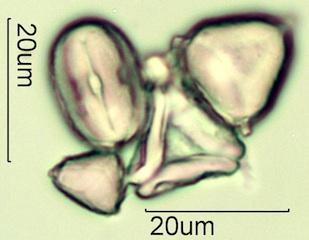 Australian Honey Pollen