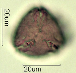 Australian Honey Pollen Under the Microscope