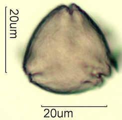Australian Honey Pollen Under the Microscope