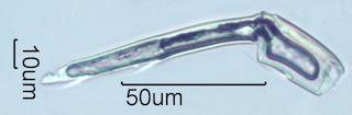 Mite Leg