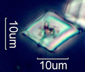 Calcium Oxalate Phytoliths