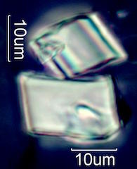 Calcium Oxalate Phytoliths