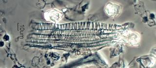 Leaf Structure Persisting in Ash
