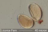 Fern Spore