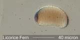 Licorice Fern Spore Under the Microscope