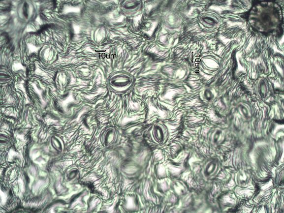 Stomata Under The Microscope