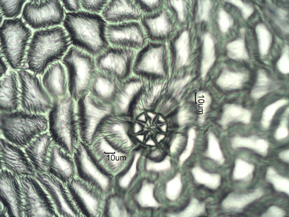 Stomata Under The Microscope
