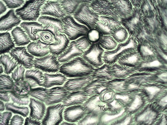 Stomata Under The Microscope
