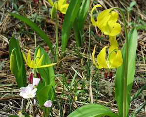 Snow Lily