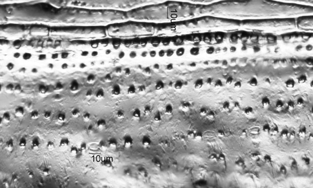 Stomata Under the Microscope