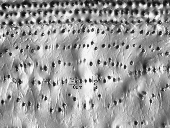 Stomata Under the Microscope
