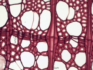 Liriodendron tulipifera, Cross-Section