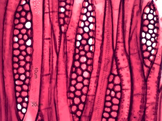 Liriodendron tulipifera, Tangential-Section