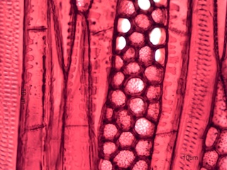 Liriodendron tulipifera, Tangential-Section