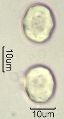 Lithodora (Lithodora diffusa) Pollen