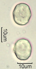 Lithodora (Lithodora diffusa) Pollen
