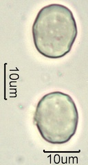 Lithodora (Lithodora diffusa) Pollen