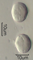 Lithodora (Lithodora diffusa) Pollen