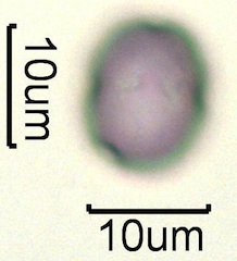 Lithodora (Lithodora diffusa) Pollen