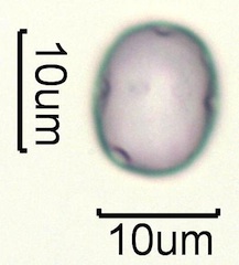 Lithodora (Lithodora diffusa) Pollen