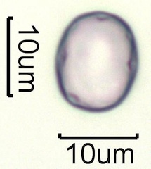 Lithodora (Lithodora diffusa) Pollen