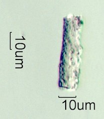 Phytolith